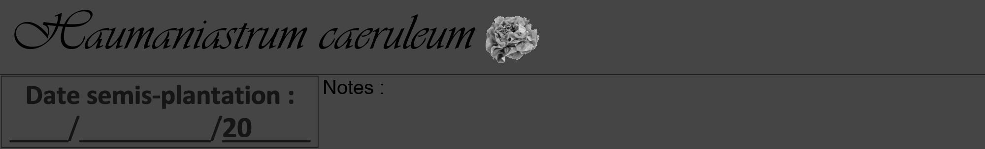 Étiquette de : Haumaniastrum caeruleum - format a - style noire58viv avec comestibilité simplifiée