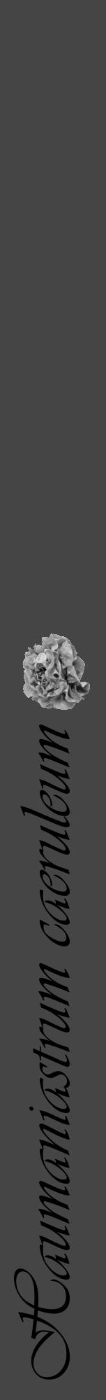 Étiquette de : Haumaniastrum caeruleum - format a - style noire58viv avec comestibilité simplifiée - position verticale