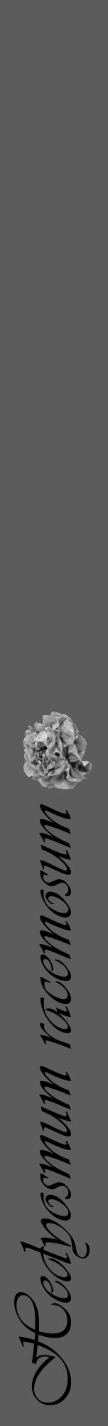 Étiquette de : Hedyosmum racemosum - format a - style noire49viv avec comestibilité simplifiée - position verticale