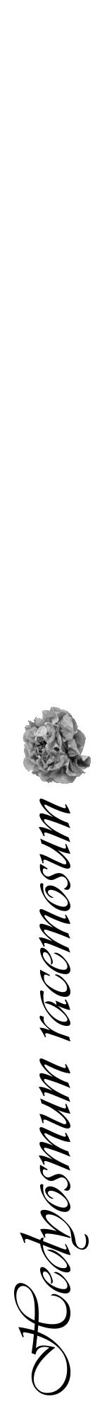 Étiquette de : Hedyosmum racemosum - format a - style noire60viv avec comestibilité simplifiée - position verticale