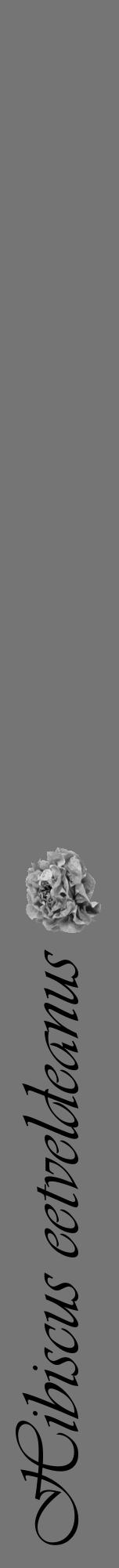 Étiquette de : Hibiscus eetveldeanus - format a - style noire5viv avec comestibilité simplifiée - position verticale