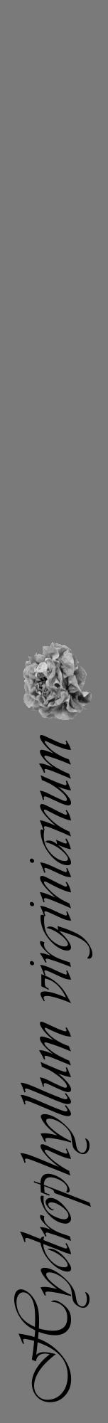 Étiquette de : Hydrophyllum virginianum - format a - style noire3viv avec comestibilité simplifiée - position verticale