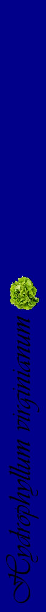 Étiquette de : Hydrophyllum virginianum - format a - style noire7viv avec comestibilité simplifiée