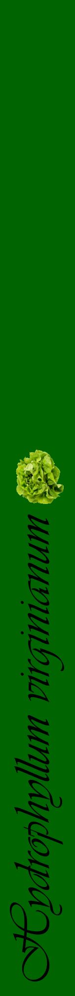 Étiquette de : Hydrophyllum virginianum - format a - style noire8viv avec comestibilité simplifiée