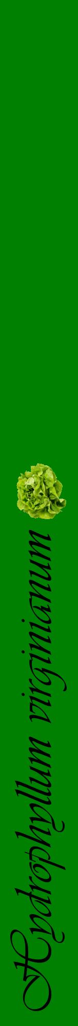 Étiquette de : Hydrophyllum virginianum - format a - style noire9viv avec comestibilité simplifiée