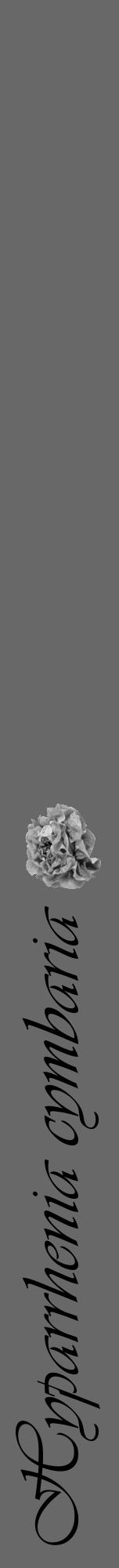 Étiquette de : Hyparrhenia cymbaria - format a - style noire6viv avec comestibilité simplifiée - position verticale