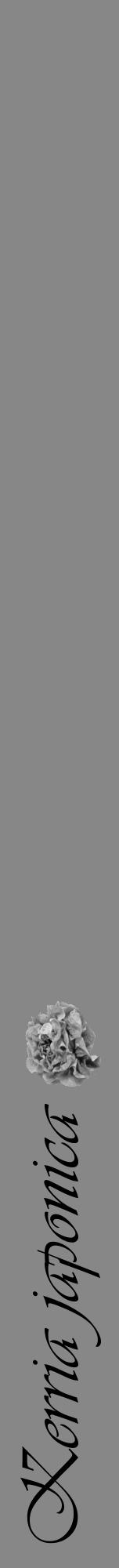 Étiquette de : Kerria japonica - format a - style noire12viv avec comestibilité simplifiée - position verticale