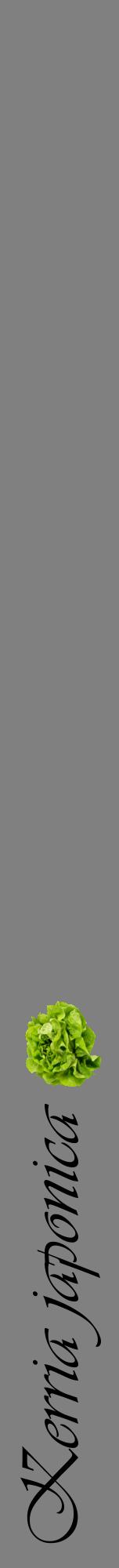 Étiquette de : Kerria japonica - format a - style noire57viv avec comestibilité simplifiée