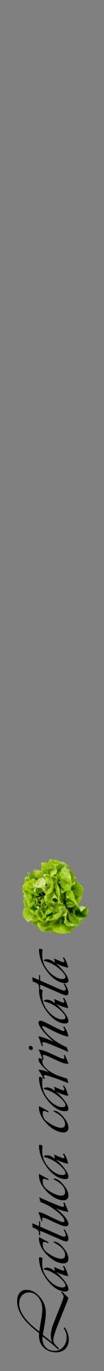 Étiquette de : Lactuca carinata - format a - style noire57viv avec comestibilité simplifiée