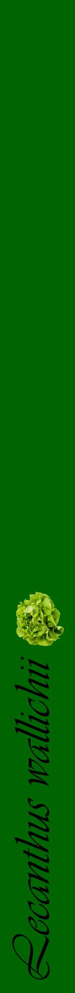 Étiquette de : Lecanthus wallichii - format a - style noire8viv avec comestibilité simplifiée