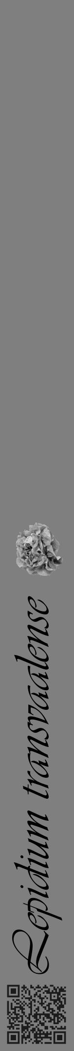 Étiquette de : Lepidium transvaalense - format a - style noire57simpleviv avec qrcode et comestibilité simplifiée - position verticale