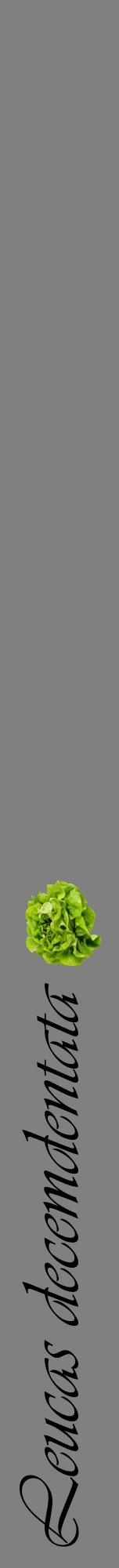 Étiquette de : Leucas decemdentata - format a - style noire57viv avec comestibilité simplifiée