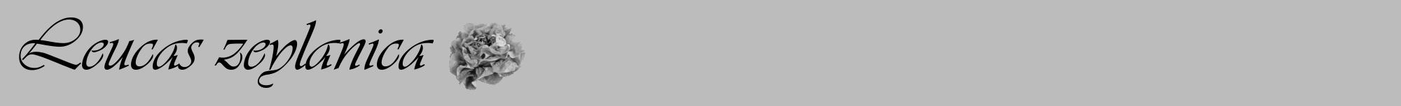 Étiquette de : Leucas zeylanica - format a - style noire1viv avec comestibilité simplifiée