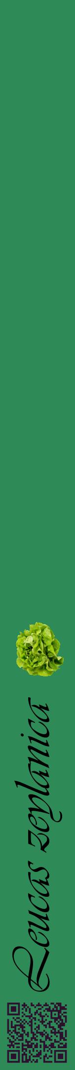Étiquette de : Leucas zeylanica - format a - style noire11viv avec qrcode et comestibilité simplifiée