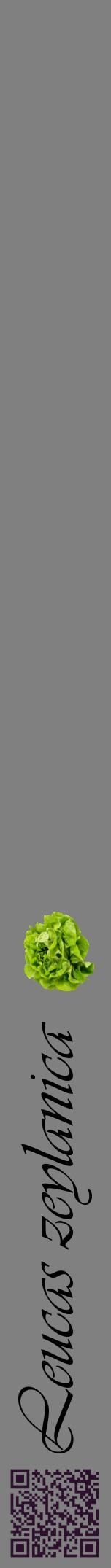 Étiquette de : Leucas zeylanica - format a - style noire57viv avec qrcode et comestibilité simplifiée