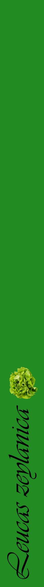 Étiquette de : Leucas zeylanica - format a - style noire10viv avec comestibilité simplifiée