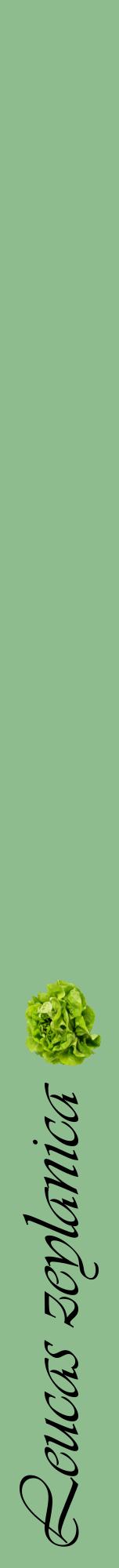 Étiquette de : Leucas zeylanica - format a - style noire13viv avec comestibilité simplifiée