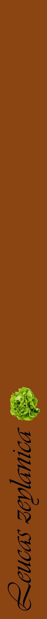 Étiquette de : Leucas zeylanica - format a - style noire30viv avec comestibilité simplifiée