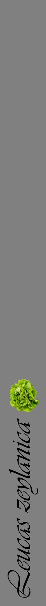 Étiquette de : Leucas zeylanica - format a - style noire57viv avec comestibilité simplifiée