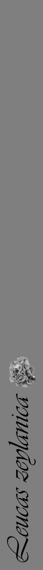 Étiquette de : Leucas zeylanica - format a - style noire57viv avec comestibilité simplifiée - position verticale