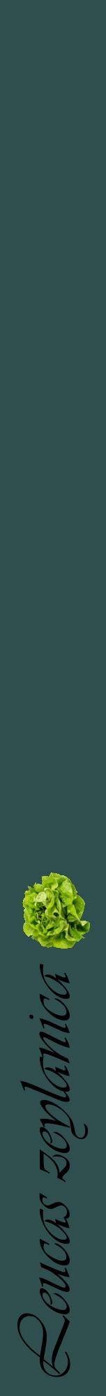 Étiquette de : Leucas zeylanica - format a - style noire58viv avec comestibilité simplifiée