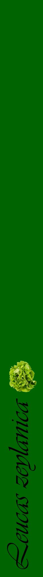 Étiquette de : Leucas zeylanica - format a - style noire8viv avec comestibilité simplifiée