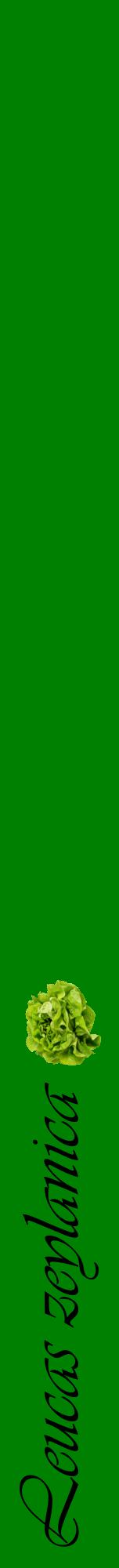 Étiquette de : Leucas zeylanica - format a - style noire9viv avec comestibilité simplifiée