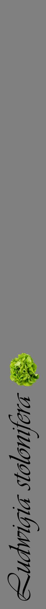 Étiquette de : Ludwigia stolonifera - format a - style noire57viv avec comestibilité simplifiée