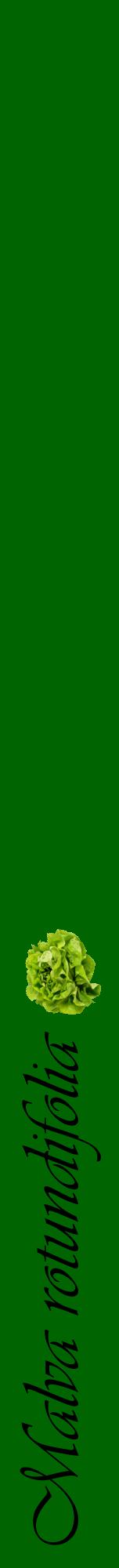 Étiquette de : Malva rotundifolia - format a - style noire8viv avec comestibilité simplifiée