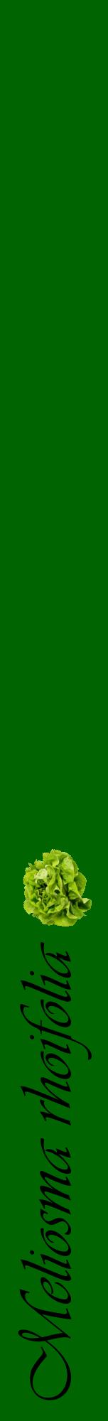 Étiquette de : Meliosma rhoifolia - format a - style noire8viv avec comestibilité simplifiée