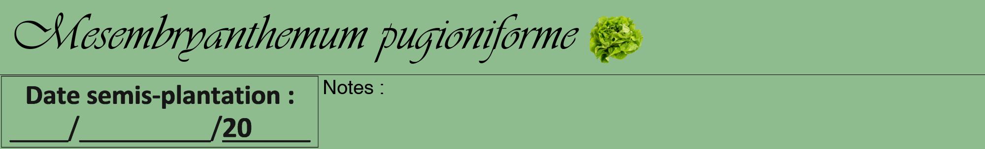 Étiquette de : Mesembryanthemum pugioniforme - format a - style noire13viv avec comestibilité simplifiée