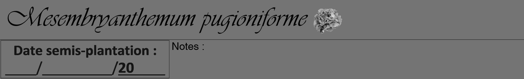 Étiquette de : Mesembryanthemum pugioniforme - format a - style noire26viv avec comestibilité simplifiée