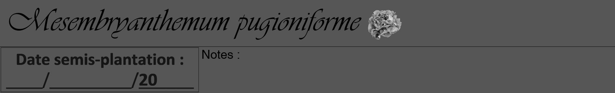 Étiquette de : Mesembryanthemum pugioniforme - format a - style noire45viv avec comestibilité simplifiée
