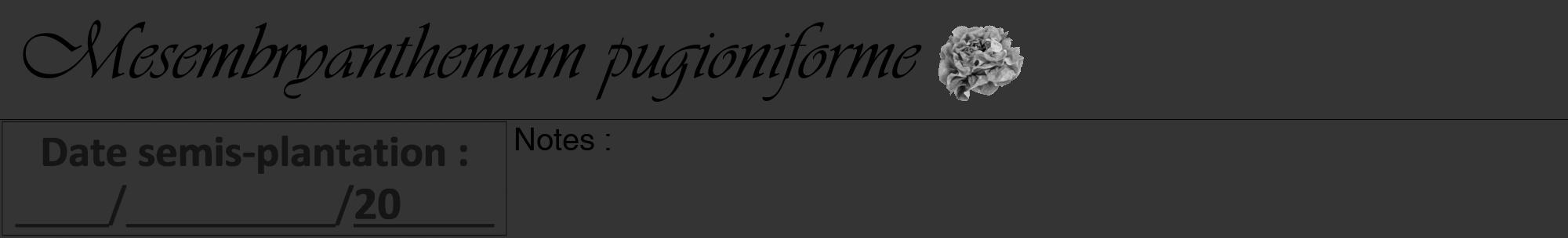 Étiquette de : Mesembryanthemum pugioniforme - format a - style noire46viv avec comestibilité simplifiée