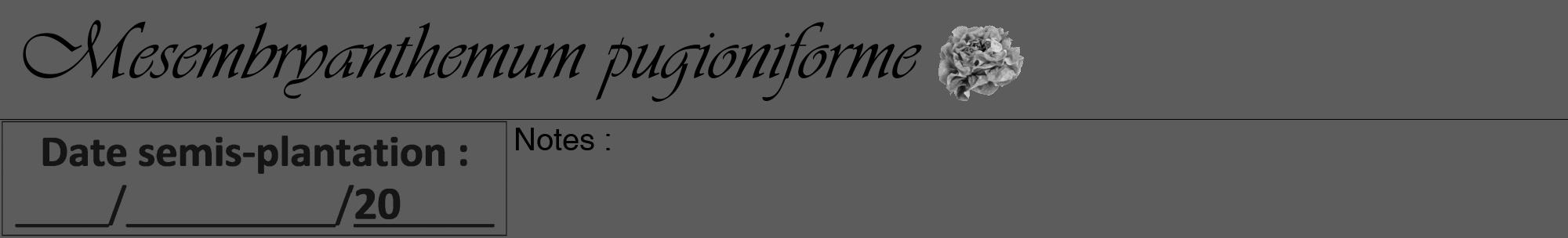 Étiquette de : Mesembryanthemum pugioniforme - format a - style noire49viv avec comestibilité simplifiée