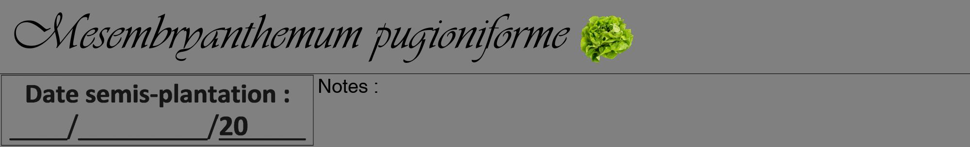 Étiquette de : Mesembryanthemum pugioniforme - format a - style noire57viv avec comestibilité simplifiée