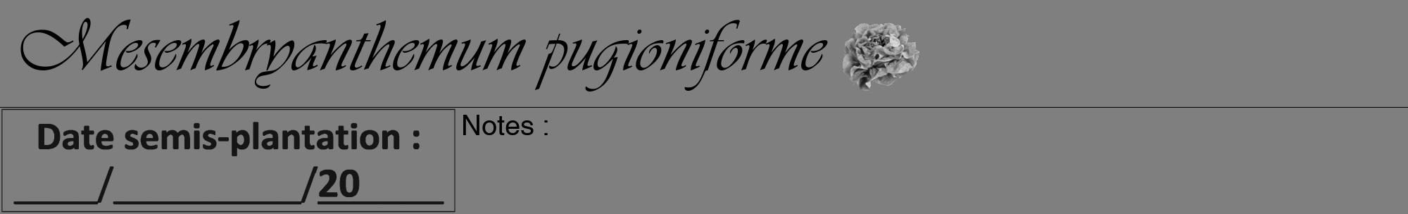 Étiquette de : Mesembryanthemum pugioniforme - format a - style noire57viv avec comestibilité simplifiée