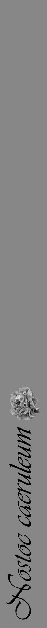 Étiquette de : Nostoc caeruleum - format a - style noire12viv avec comestibilité simplifiée - position verticale