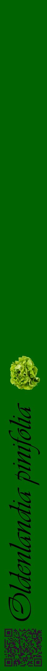 Étiquette de : Oldenlandia pinifolia - format a - style noire8viv avec qrcode et comestibilité simplifiée