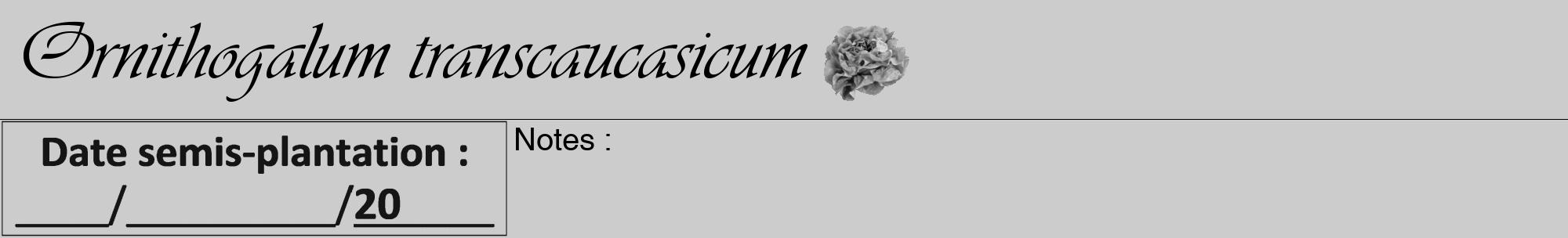 Étiquette de : Ornithogalum transcaucasicum - format a - style noire0viv avec comestibilité simplifiée