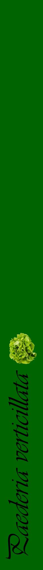 Étiquette de : Paederia verticillata - format a - style noire8viv avec comestibilité simplifiée