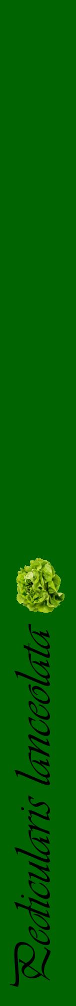 Étiquette de : Pedicularis lanceolata - format a - style noire8viv avec comestibilité simplifiée