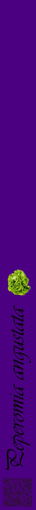 Étiquette de : Peperomia angustata - format a - style noire47viv avec qrcode et comestibilité simplifiée