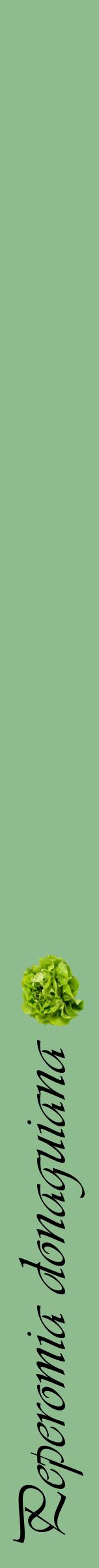 Étiquette de : Peperomia donaguiana - format a - style noire13simpleviv avec comestibilité simplifiée - position verticale