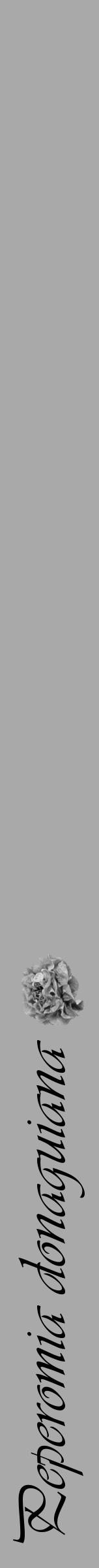 Étiquette de : Peperomia donaguiana - format a - style noire13simpleviv avec comestibilité simplifiée - position verticale