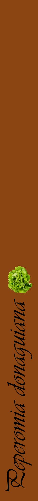 Étiquette de : Peperomia donaguiana - format a - style noire30viv avec comestibilité simplifiée