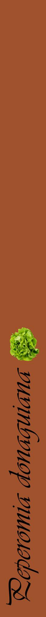 Étiquette de : Peperomia donaguiana - format a - style noire32viv avec comestibilité simplifiée