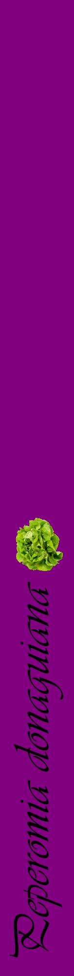 Étiquette de : Peperomia donaguiana - format a - style noire46viv avec comestibilité simplifiée