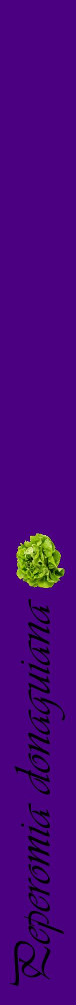 Étiquette de : Peperomia donaguiana - format a - style noire47viv avec comestibilité simplifiée