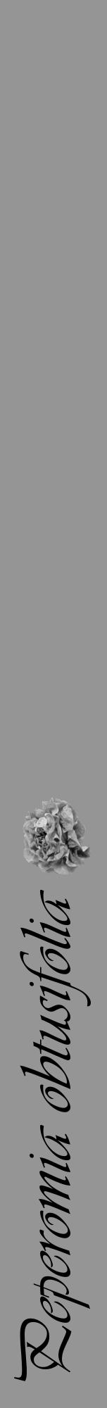 Étiquette de : Peperomia obtusifolia - format a - style noire16viv avec comestibilité simplifiée - position verticale